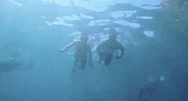 Fox Swimming GIF by Coupled 