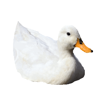 duck STICKER by imoji