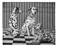 dog hypnosis GIF by irgum