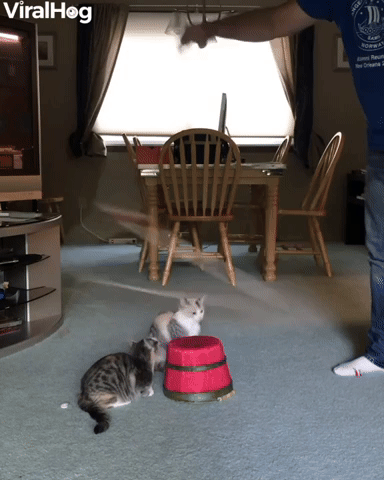 Living Room Kitten Rodeo