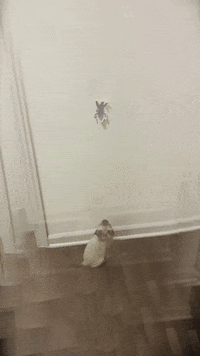 Cat Siamese GIF