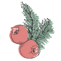 British Columbia Pine Sticker by The Strait & Narrow