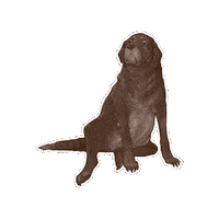 Ghost Dog Sticker by Dropout.tv