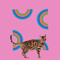 photoshop collage GIF