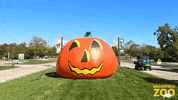 Happy Fun GIF by Brookfield Zoo