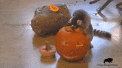 BrookfieldZoo halloween yummy pumpkin tasty GIF