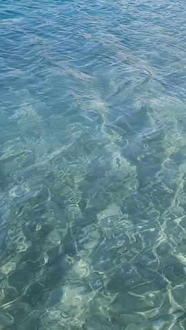 Simongip giphyupload GIF