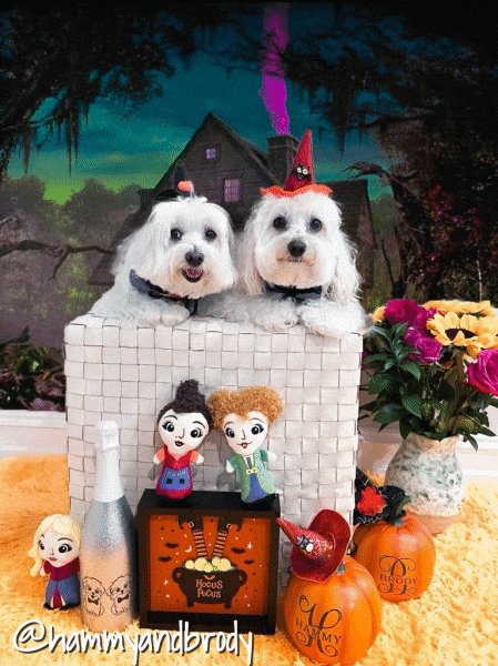Halloween Dogs GIF by HammyandBrody