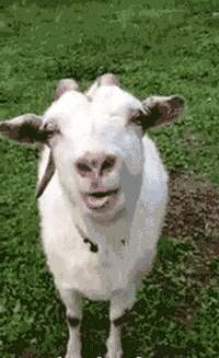 goat ladies GIF