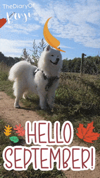 Fall Hello GIF