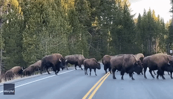 Crossing Herd Causes 'Bison Jam' at Yellowstone