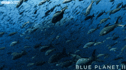 blue planet run GIF by BBC Earth