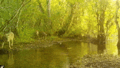 Jumping Hurry Up GIF by U.S. Fish and Wildlife Service