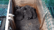oikeuttaelaimille fox finland fur suomi GIF