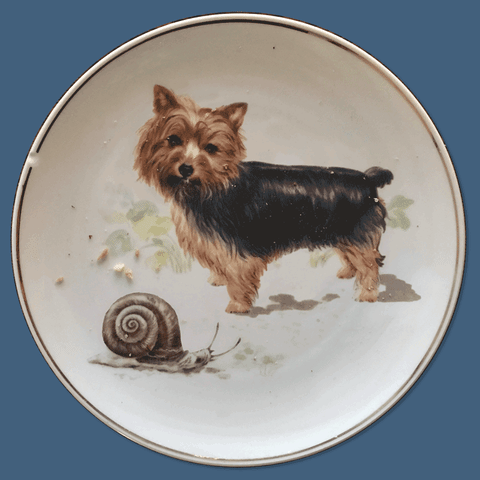 #dog  #snail #schnecke #hund GIF
