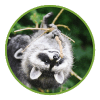 Racoon Waschbär Sticker by Wisentgehege Springe