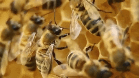 natgeowild giphygifmaker bee nat geo wild honeybee GIF