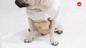 Doug The Pug Halloween GIF by BuzzFeed