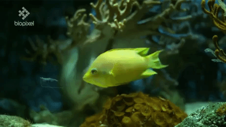 www.gif-vif.com GIF