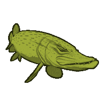 Pike Pesca Sticker by Jolly Fishing