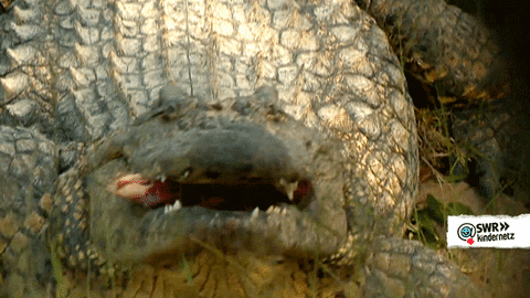 SWR-Kindernetz giphyupload animal snap crocodile GIF