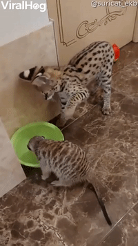 Savannah Kitten Bops Meercat