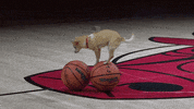 Regular Season Sport GIF by NBA