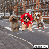 Cavalierkingcharlesspaniel GIF