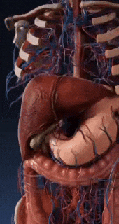 Печень человека, пораженная циррозом