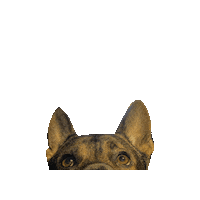 Dog Sticker by julia farkas