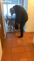 Puppy  Falls Out of Owner's Pants