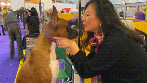 Dog Show Kiss GIF by Westminster Kennel Club