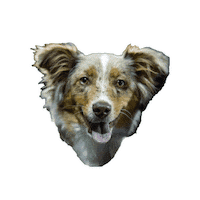ottershockey ohl erie otters erie otters hockey otters hockey Sticker