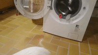 Adorable Pig Loves to Help Out With the Laundry