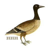 Duck Dress Sticker by Hill House Home