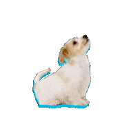 PedidosYaChile dog design dogs colors Sticker