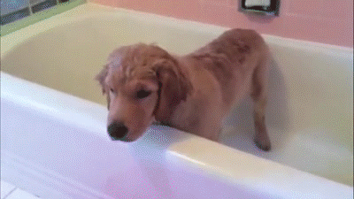 golden retriever GIF