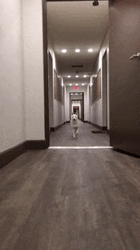 shiba inu dog GIF by KeepUpWithJaz