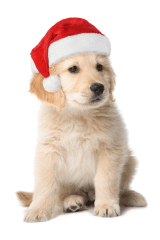 Dog Christmas Sticker by Victoria's Secret PINK
