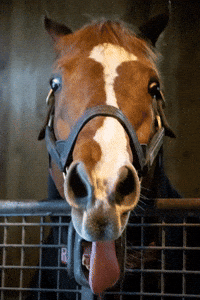 Horse Tongue GIF