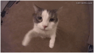 Close Up Cat GIF by Demic