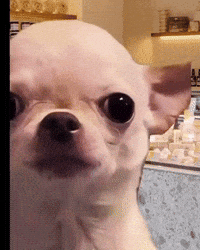 Chihuahua GIF