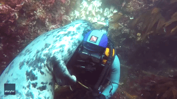 Hug It Out: Diver and Grey Seal Share Adorable Moment in North Sea
