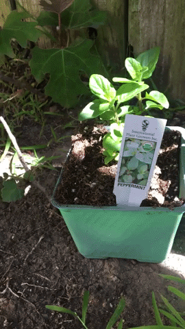 plant a seed earth GIF by Cloud9