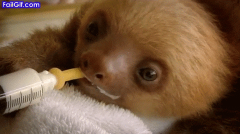 sloth drink enough GIF