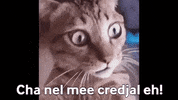 Gaelic Manx GIF by Culture Vannin
