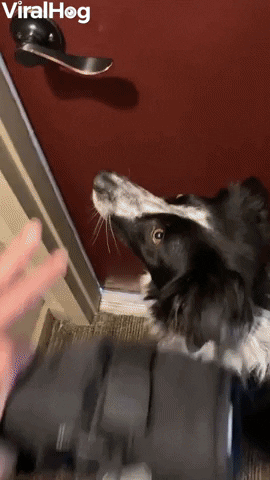 Video gif. A human hand opens a door as a black and white dog darts out into snow as it leaps happily and then disappears into the white powder. 