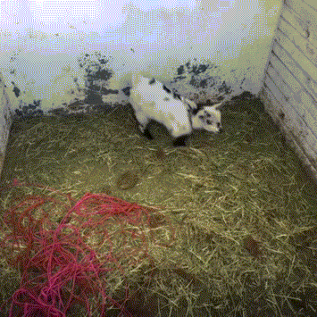 jumping GIF