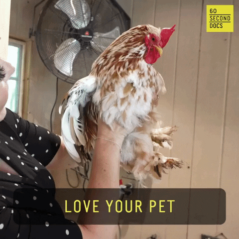 Chicken Coop Love GIF by 60 Second Docs