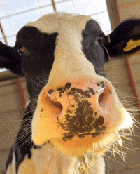 Cow Eating GIF